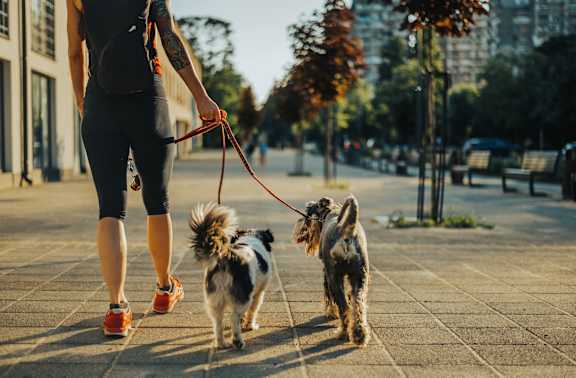 A woman walking two small dogs on a leash.