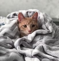 cute orange cat cuddled up in a fuzzy blanket