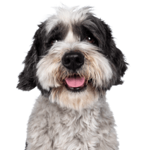 a black and white dog sitting in front of a black background