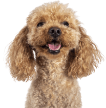 a brown poodle with a black background