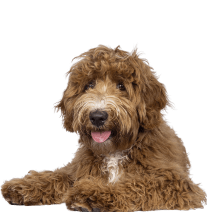 a brown toy poodle with a black background