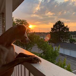 A dog is sitting on a porch looking out at the sunset.