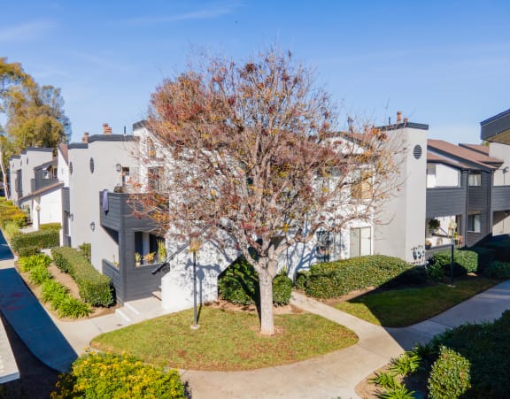 a group of white houses with a tree in the middle