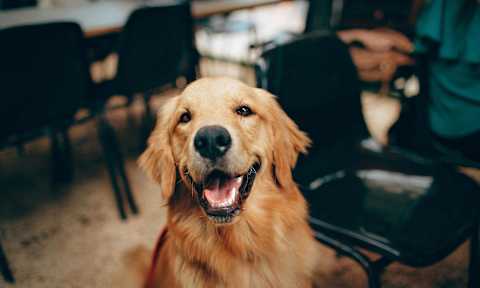 Pet-Friendly at Grady Square Luxury Apartments in Tampa FL