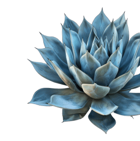 a blue agave plant isolated on a white background at Agave House Apartments, Casa Grande, 85122