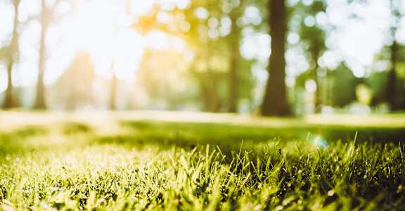 a field of green grass with trees in the background
