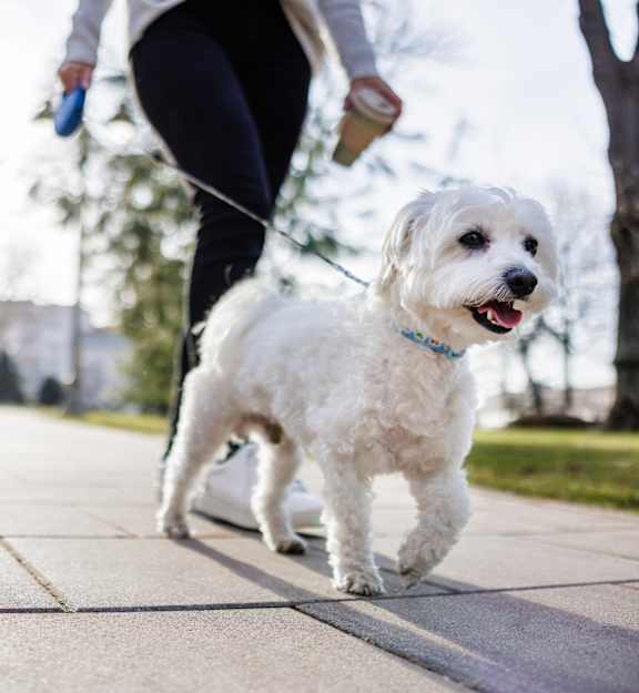 a person walking a dog on a leash on a sidewalk