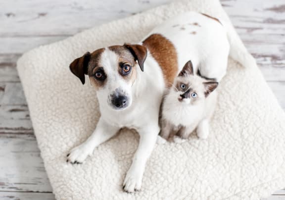 a dog and a kitten sitting on a blanket