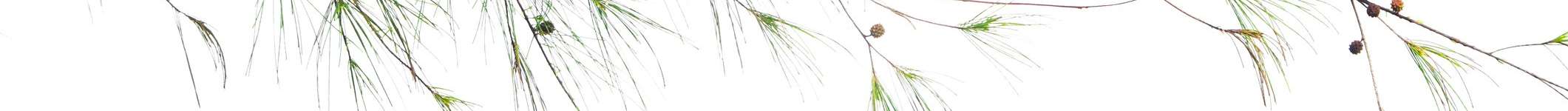 A close up of a pine tree branch with needles and cones.