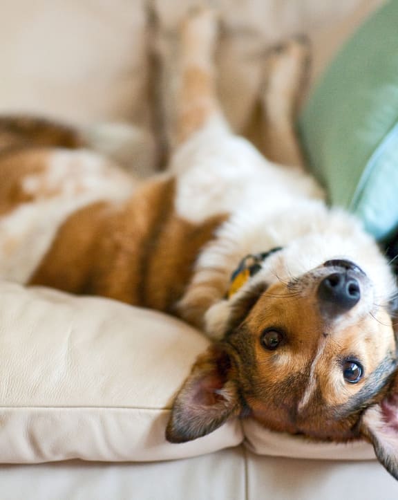 a dog laying on a couch with his head on a pillow