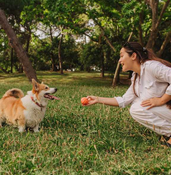 A woman is squatting down to give a treat to a dog in a grassy park.