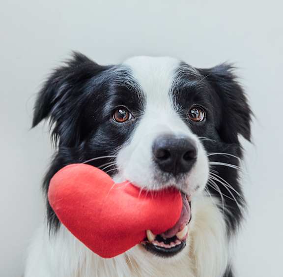 A dog holding a red heart-shaped object in its mouth.