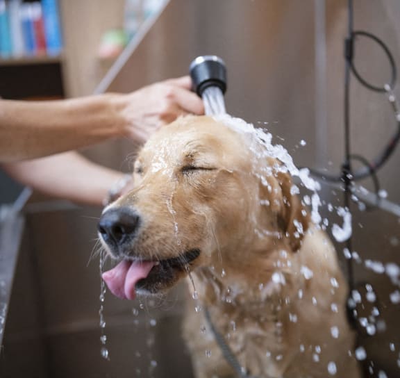 Dog Wash at Boardwalk at Research Park, Alabama, 35811