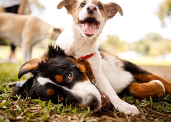 a dog laying in the grass with another dog at Bayville Apartments, Virginia