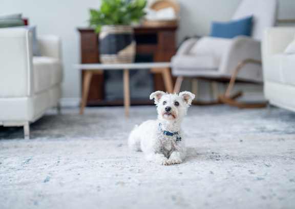 A small white dog with a blue collar is sitting on a carpeted floor in a living room.
