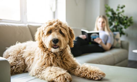 a dog laying on a couch with a girl reading on the couch