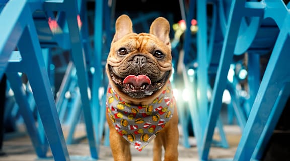 Pet-Friendly Apts at Ivy Heights Apartments in Austin TX