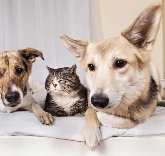 three dogs and a cat laying on a bed