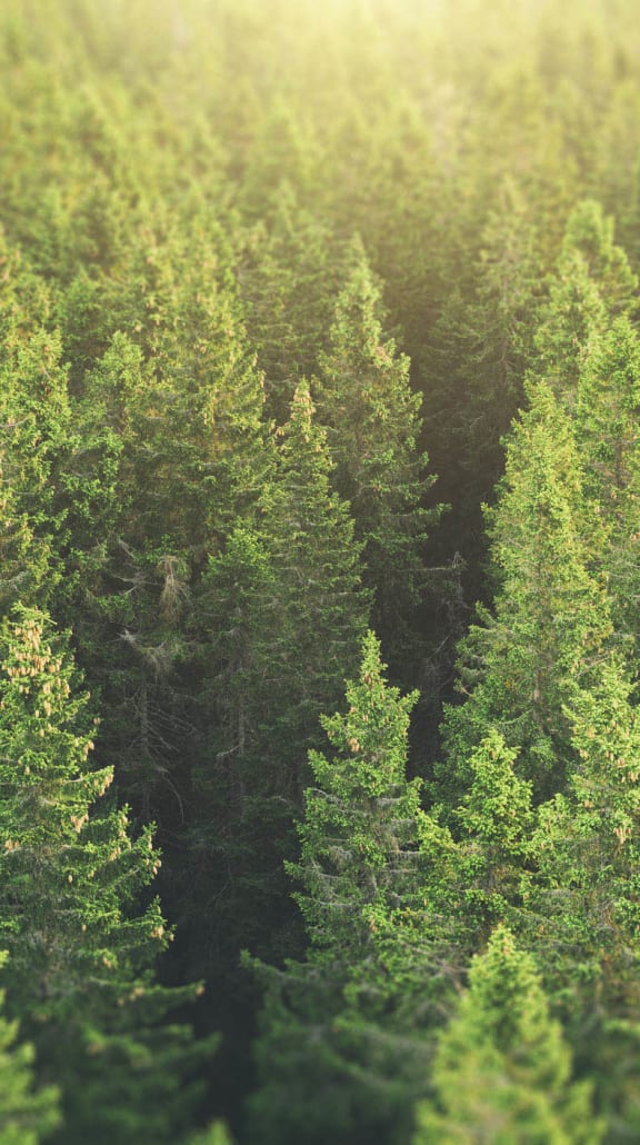 Pine Trees surrounding the area.