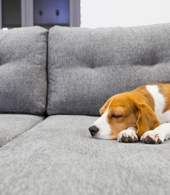 a dog sleeping on a couch at River Stone Ranch, Austin, TX, 78749