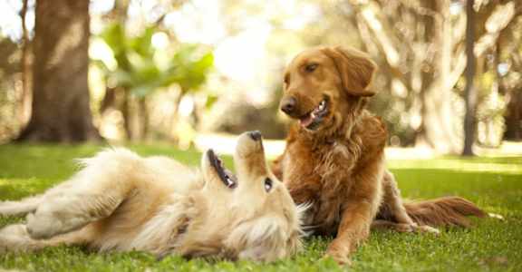 two dogs playing in the grass at Union at Tryon in Charlotte, North Carolina 28262