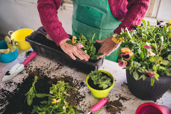 A person is planting flowers in a pot.