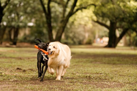 dogs playing with a frisbee in the park 