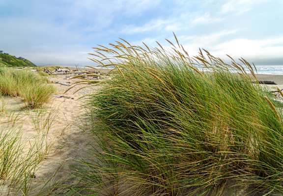 lincoln city beach grass