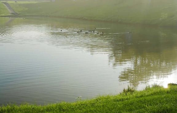 a group of ducks swimming in a lake