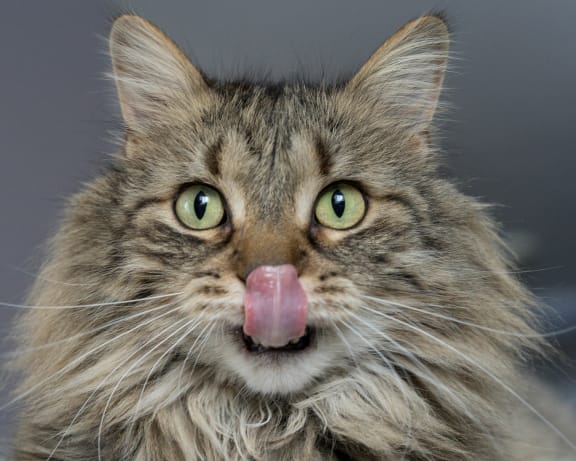 a long haired cat with its tongue out