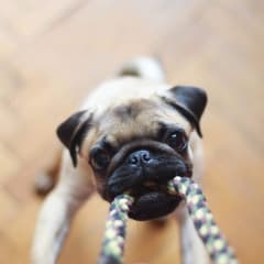 Pet friendly community at Harvest Park Apartments