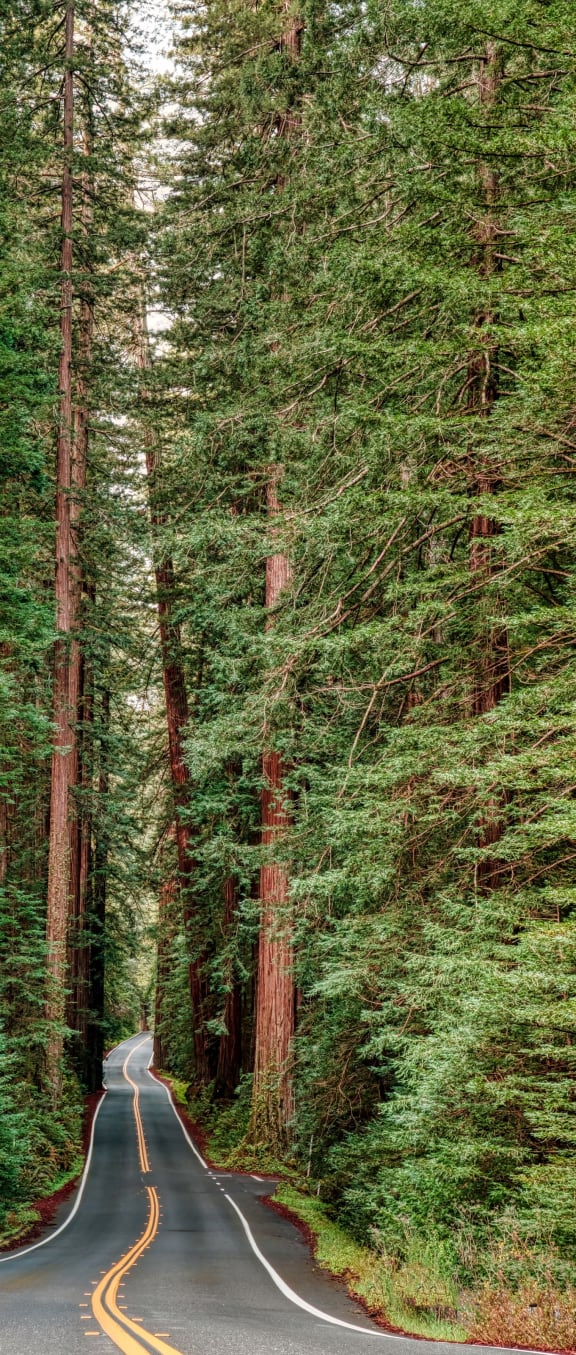 Redwood Hiking Trails near Harvest Park Apartments 