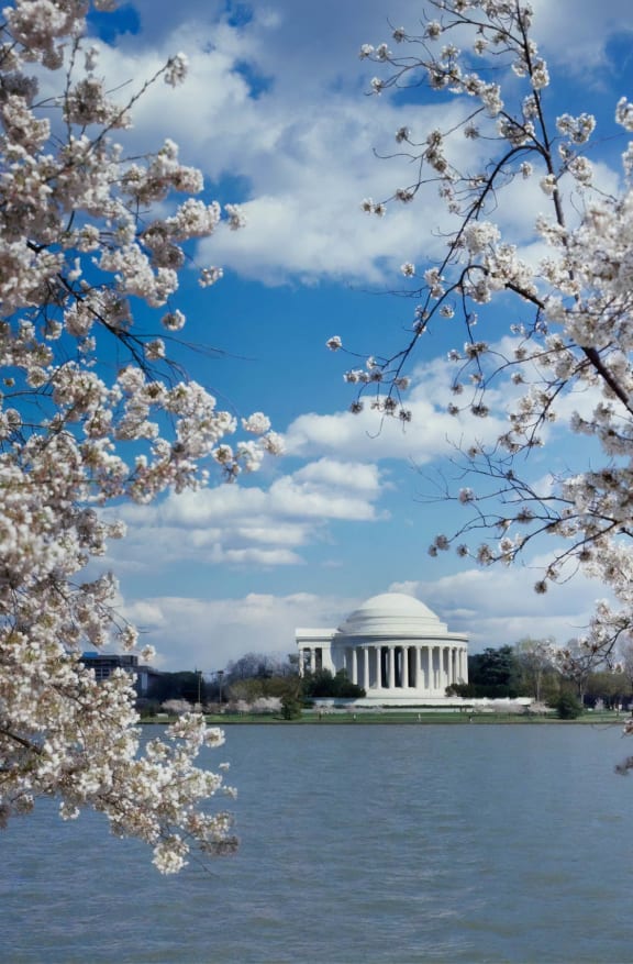 the tidal basin with cherry blossoms and the jefferson memorial