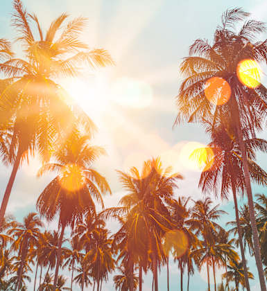 Palm trees swaying in the sunlight.