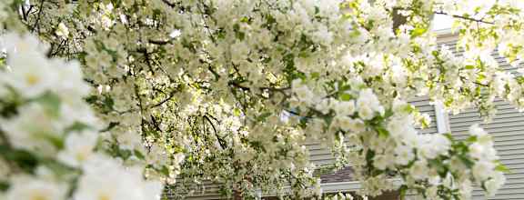 White flowers on a tree in front of a house. at Winding Hills Apartments, Davenport, 52807