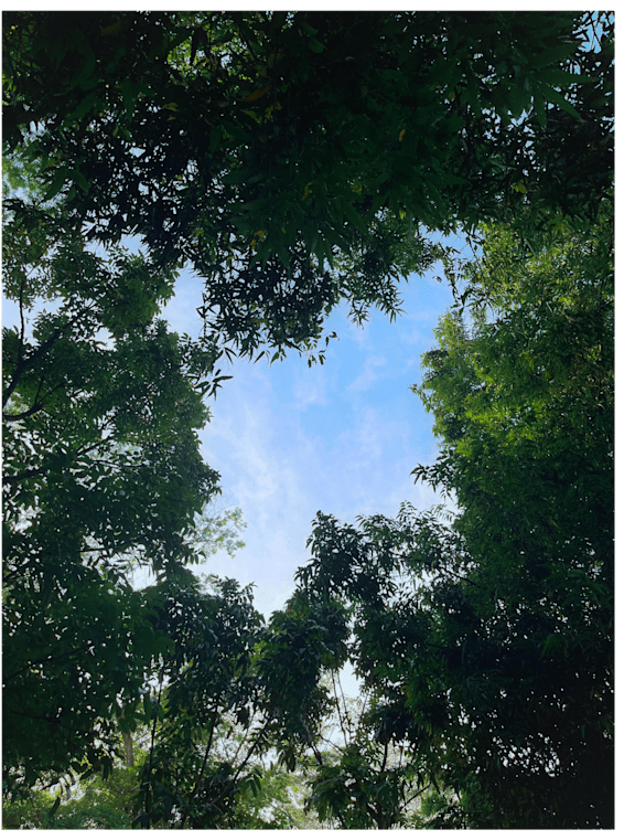 A view of the sky through the leaves of a tree.
