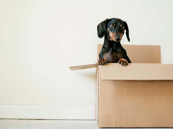 a small dog sitting inside of a cardboard box at Ridgecrest Timbers Apartments, Portland, OR 97203