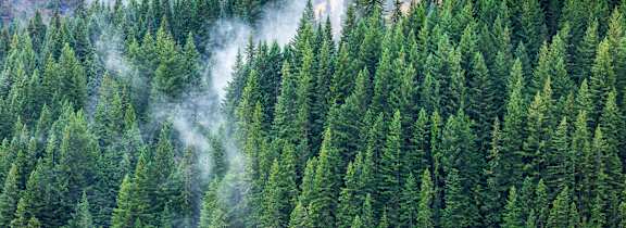 A forest of green trees with smoke rising from the ground.