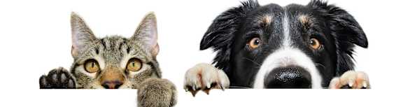 A cat and a dog are peeking over a white surface.