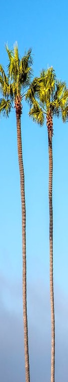 Long Trees at Mission Trails Apartments San Diego, San Diego