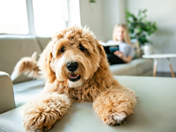 a dog laying on a couch with a girl reading on the couch in the background