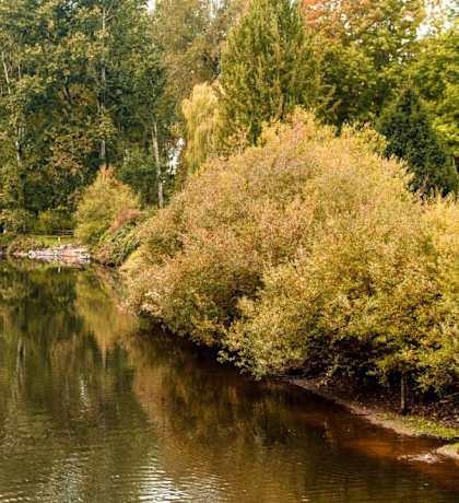 A serene river flows through a lush green forest.