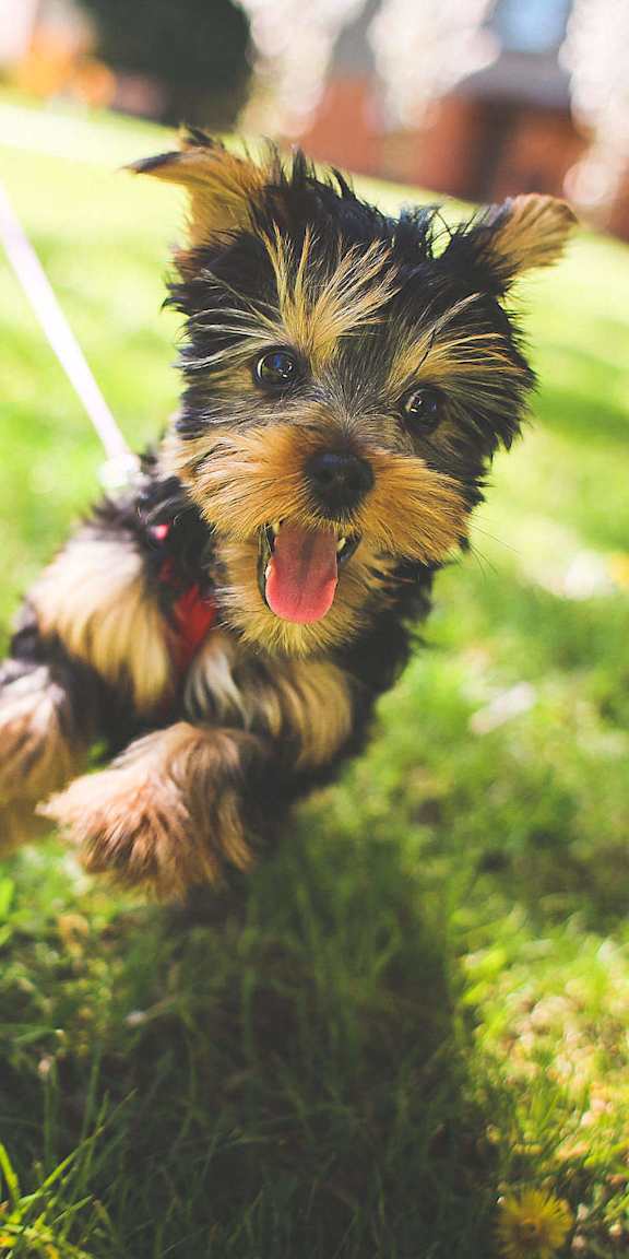 A small dog with a leash is running on the grass.