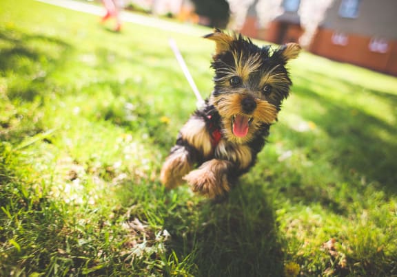 a small dog running on the grass with a leash