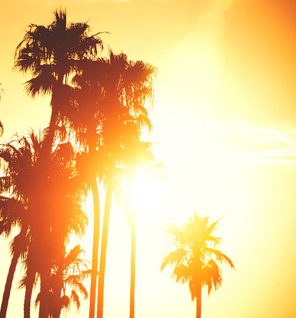 Trees in sunset at White Oak Gardens, Encino, 91316