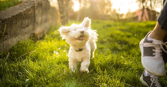 a small white dog standing in the grass next to a person