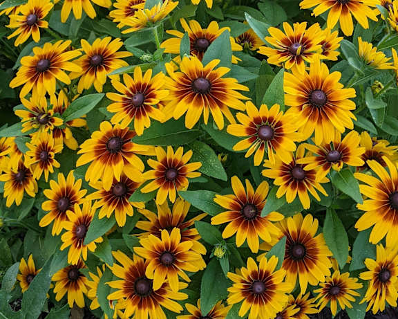 A field of yellow flowers with brown centers.