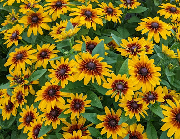 A field of yellow flowers with brown centers.