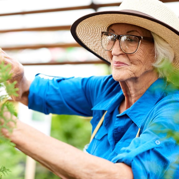 An elderly woman in a blue shirt and hat is trimming a green plant.