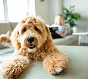 a dog sitting on a table with a girl on the couch